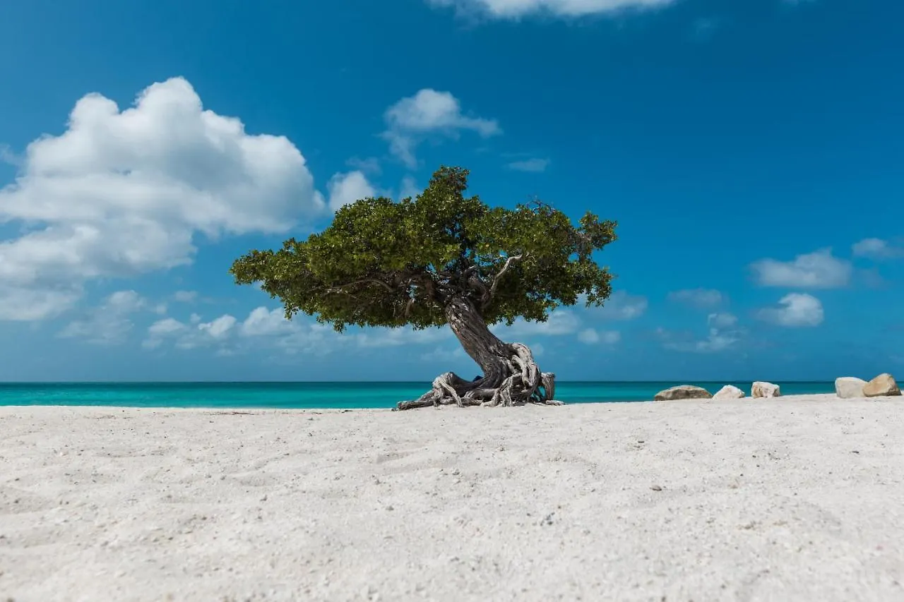 Like Under The Sea Where Darling Life Is Better Oranjestad Apartment